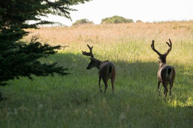 iki büyük geyik kadife içinde