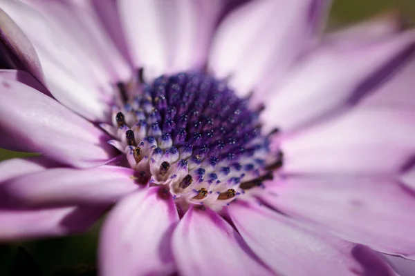 Osteospermum Pourpre Fleur Bleu Centre — Photo