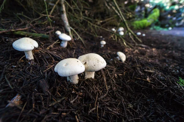 White Mushrooms Growing Forest Canopy — Stock Photo, Image