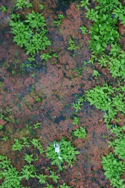 Πράσινα Βρύα Φόντο Κόκκινο Τούβλο — Φωτογραφία Αρχείου