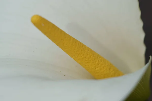 Калла Лили Цветок Крупным Планом — стоковое фото