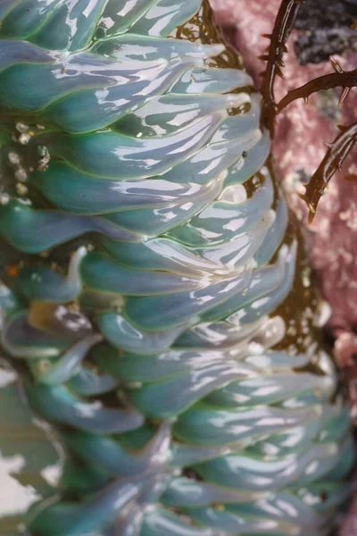 孤島の海 Anemone Close — ストック写真