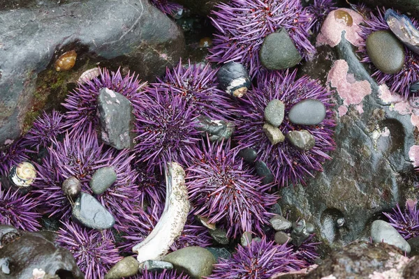 stock image purple sea urchins with rocks stuck to them