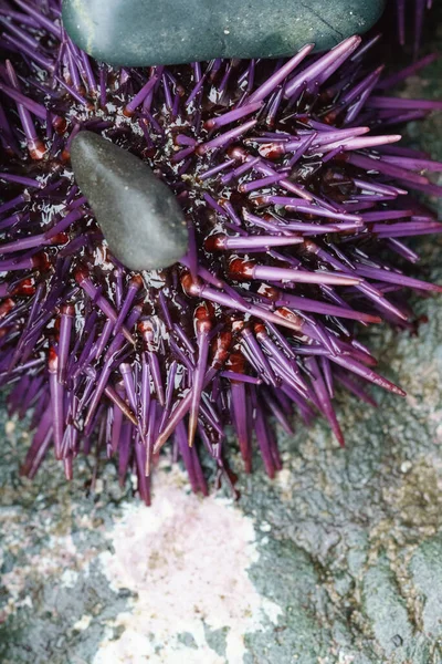 紫色海胆近身 — 图库照片