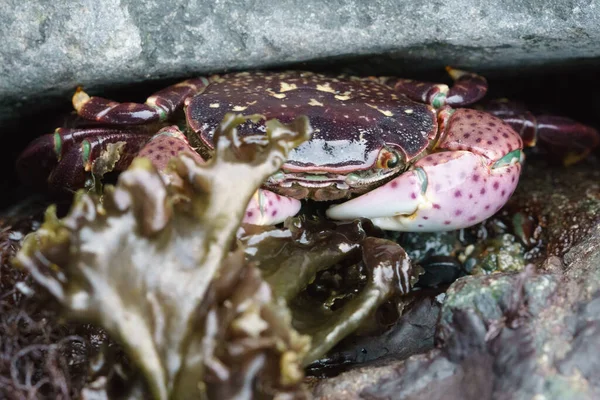 Kepiting Ungu Bebatuan — Stok Foto