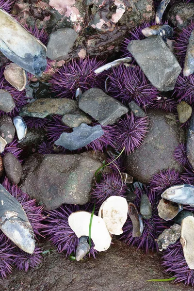 Landak Laut Ungu Yang Terkubur Oleh Batu — Stok Foto