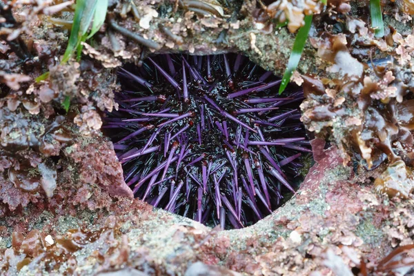 purple sea urchin burrowed in a rock hole