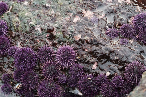 Large Group Purple Sea Urchins — Stock Photo, Image