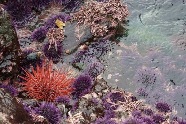 large group of purple sea urchins