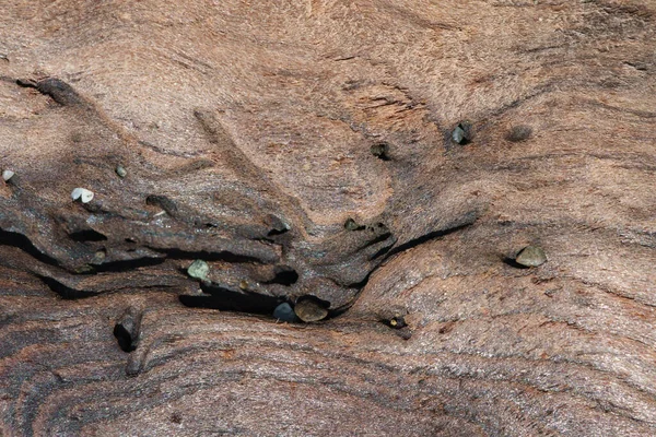 岩のある木の穀物 — ストック写真