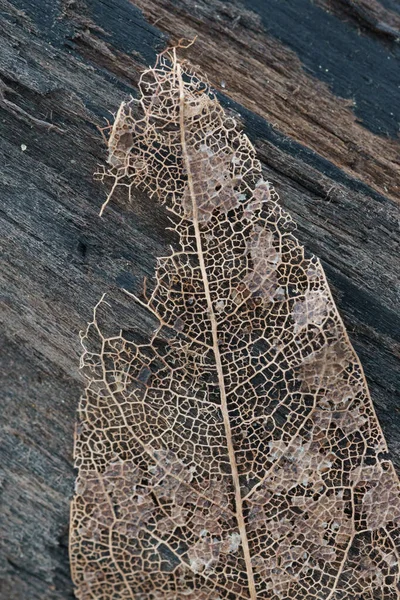 乾燥葉静脈骨格 — ストック写真