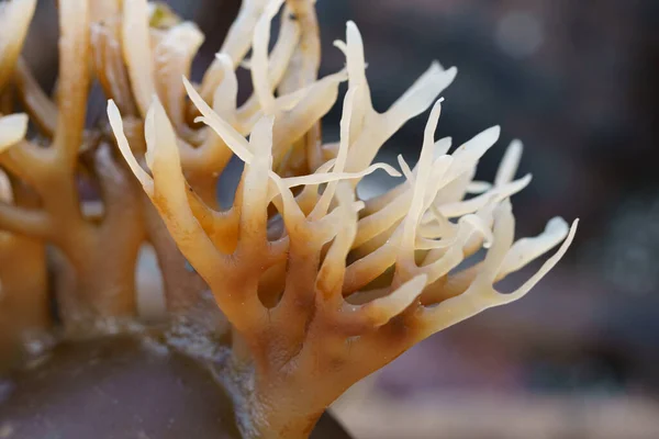 Deniz yosunlarını kapatın.