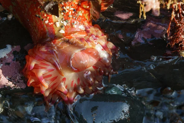 Sebuah Anemon Laut Merah — Stok Foto