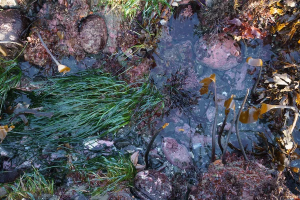 Low Tide Reveals Tide Pool Ecosystem — Stock Photo, Image