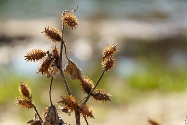 Cocklebur Weed Pland Καλιφόρνια — Φωτογραφία Αρχείου