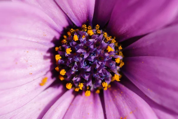 Cape Daisy Osteospermum Fleur — Photo