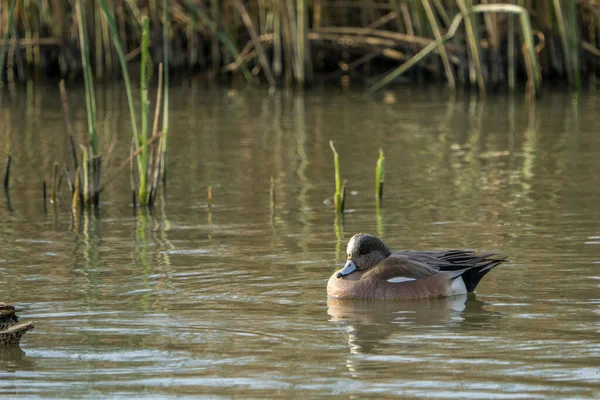 Wigeon Drake Duck Floating Wetland Waters — Stock Photo, Image