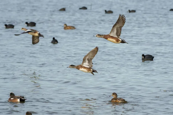 Wigeon Drake Kaczki Skimming Nad Powierzchnią Wody — Zdjęcie stockowe