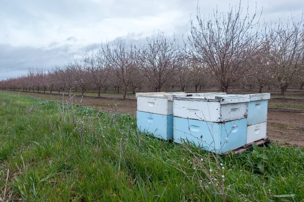 Blue and white bee hives placed near road in almond orchard with leafless trees on background of gray cloudy sky