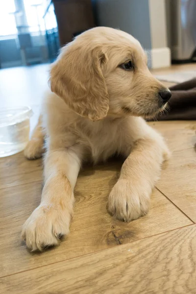 Puppy Golden Retriever Lying Parquet Looking Aside Background Room — Stock Photo, Image