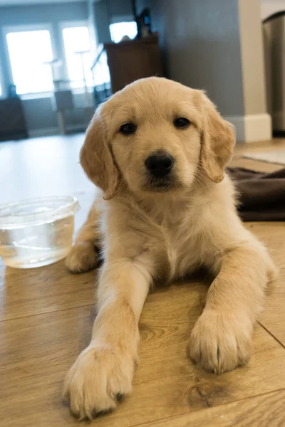 Puppy Golden Retriever Lying Brown Floor Bowl Water Looking Camera — Stock Photo, Image