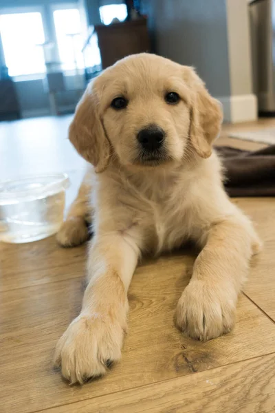 Lovely Puppy Golden Retriever Lying Light Brown Parquet Looking Camera — Stock Photo, Image