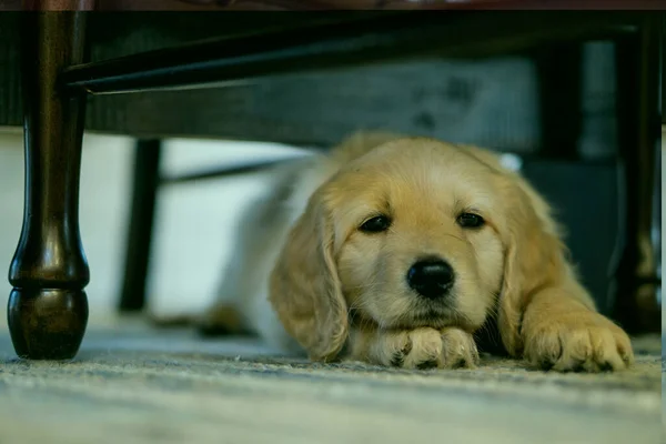 Cute Puppy Golden Retriever Sleepy Eyes Lying Floor Chair Brown — Stock Photo, Image
