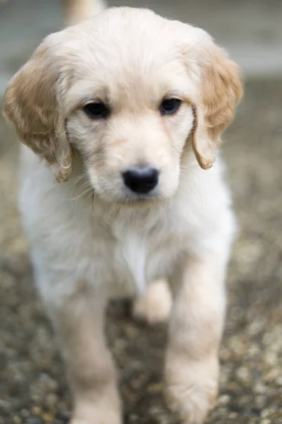Cute Young Golden Retriever Sad Eyes Standing Ground — Stock Photo, Image