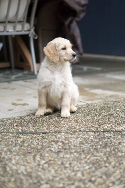 Cute Golden Retriever Puppy Sitting Ground House Looking Aside Sad — Stock Photo, Image