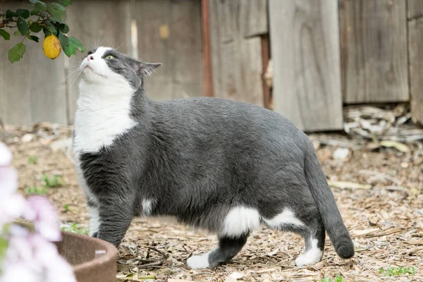 Seitenansicht Einer Grauen Katze Mit Weißer Brust Und Pfoten Die — Stockfoto