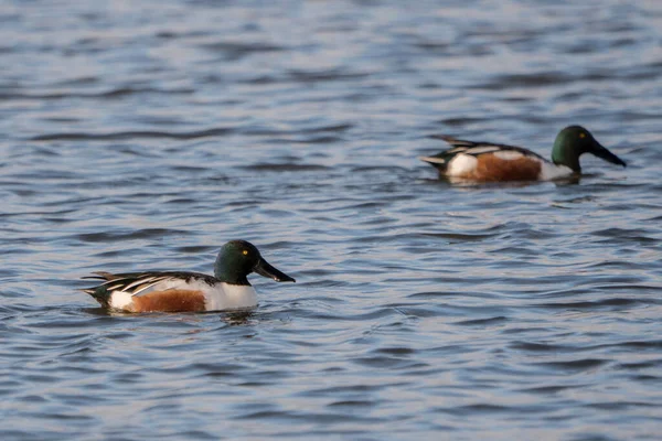 Side view of two ducks with green heads and brown wings floating on rippling blue water