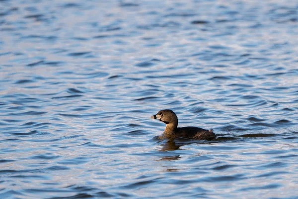Seitenansicht Einer Plätschernden See Schwimmenden Braunen Ente Mit Reflexion Der — Stockfoto