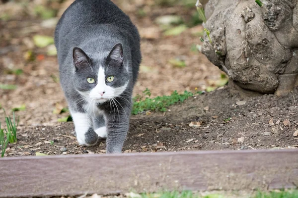 Hermoso Gato Color Gris Blanco Caminando Suelo Bosque Mirando Cámara — Foto de Stock