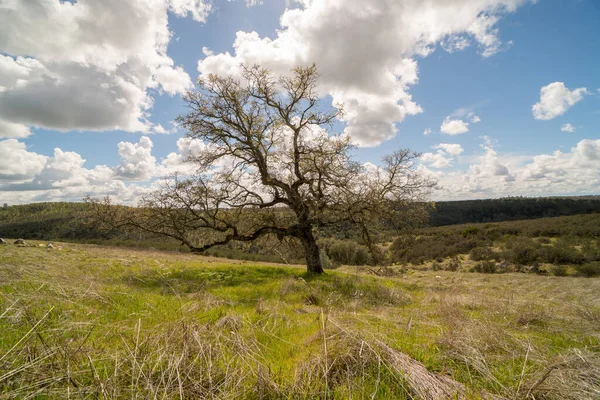 Duże Rozgałęzione Drzewo Stojące Środku Łąki Pokryte Zieloną Trawą Tle — Zdjęcie stockowe