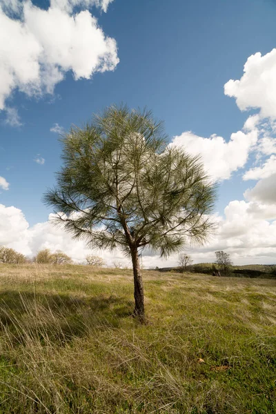 stock image Conifer standing in middle of vast meadow covered with drying grass on background of blue sky with white clouds