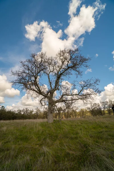 Gałęziste Drzewo Liściaste Stojące Rozległym Polu Pokryte Zieloną Trawą Tle — Zdjęcie stockowe