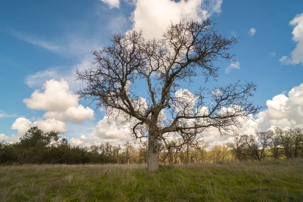 Duże Rozgałęzione Drzewo Bez Liści Stojące Środku Rozległego Pola Pokryte — Zdjęcie stockowe