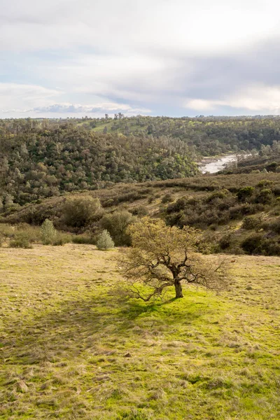 Krajobraz Zielonej Łąki Pokrytej Trawą Samotnym Drzewem Stojącym Pośrodku Tle — Zdjęcie stockowe