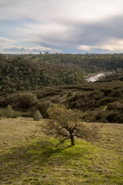 Krajobraz Zielonego Pola Rozgałęzionym Samotnym Drzewem Stojącym Pośrodku Tle Niekończących — Zdjęcie stockowe