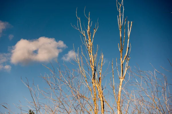 Yapraksız Ağaçtaki Kuşlar — Stok fotoğraf
