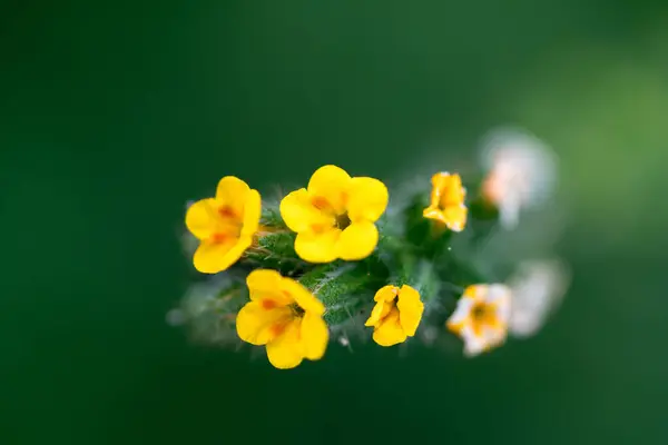 Malý Zblízka Žlutých Květin — Stock fotografie