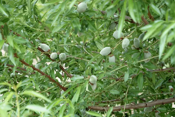 树上未成熟的杏仁 — 图库照片