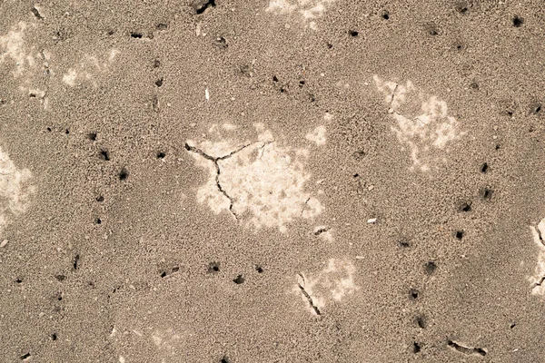Ameisenlöcher Der Rissigen Erde — Stockfoto