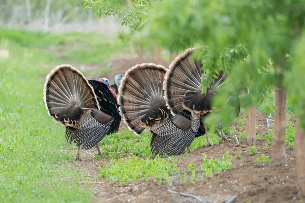 Meyve bahçesinde kasıla kasıla yürüyen vahşi erkek hindiler.