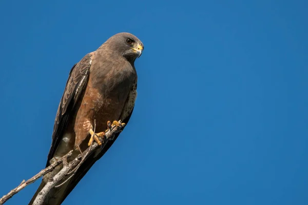 Falco Swainson Appollaiato Ramo — Foto Stock