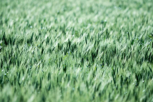 Зелене Поле Озимої Пшениці — стокове фото
