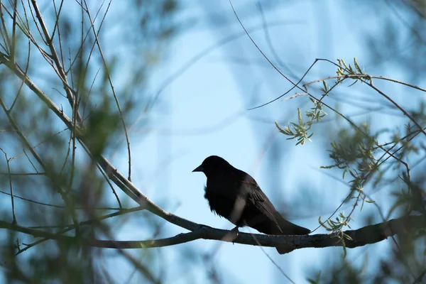 Red Wing Blackbird Perched Foliage — Stock Photo, Image