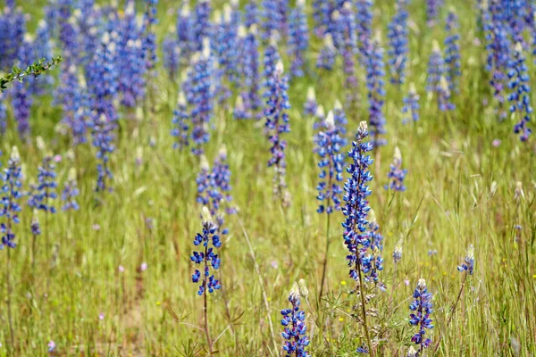 Tall Purple Lupine Wildflowers — Stock Photo, Image