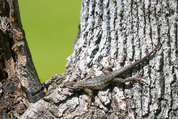 Blue Belly Fence Lizard Tree Trunk — Stock Photo, Image