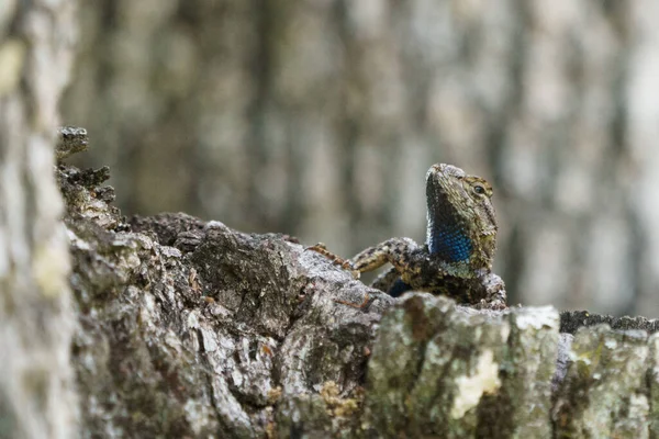 Синя Огорожа Живота Ящірка Стовбурі Дерева — стокове фото